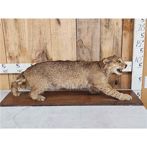 Vintage Bobcat Full Body Taxidermy Mount