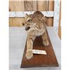 Image 2 : Vintage Bobcat Full Body Taxidermy Mount