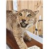 Image 3 : Vintage Bobcat Full Body Taxidermy Mount