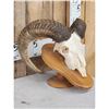 Image 3 : Ram Sheep Skull Taxidermy