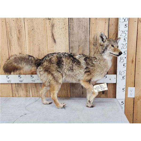 Coyote Full Body Taxidermy Mount