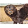Image 2 : Mink Full Body Taxidermy Mount
