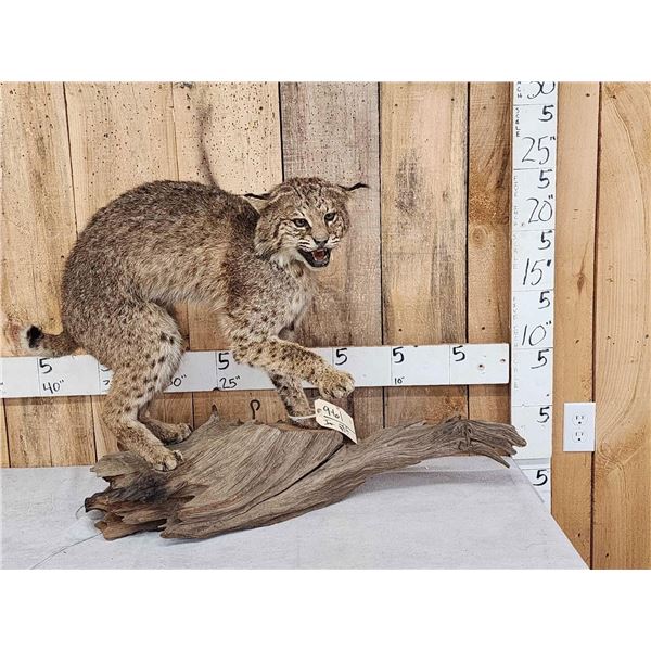 Vintage Bobcat Full Body Taxidermy Mount