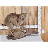 Image 1 : Vintage Bobcat Full Body Taxidermy Mount