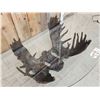 Image 6 : Dick Idol Locked Moose Antler Coffee Table Sculpture