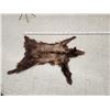 Image 1 : Brown Phase Black Bear Soft Tanned Fur Taxidermy