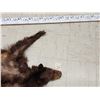 Image 2 : Brown Phase Black Bear Soft Tanned Fur Taxidermy