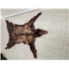 Image 3 : Brown Phase Black Bear Soft Tanned Fur Taxidermy