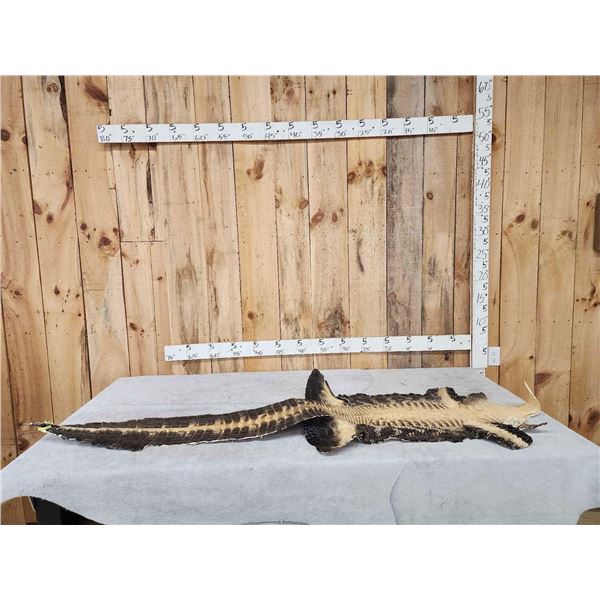Tanned Alligator Skin Taxidermy