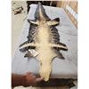 Image 2 : Tanned Alligator Skin Taxidermy