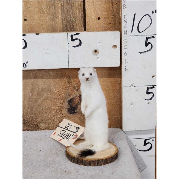 White Weasel Taxidermy Mount