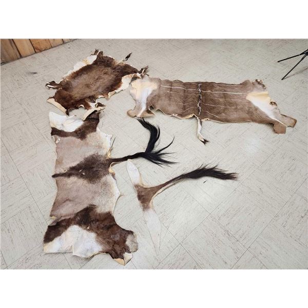 Group Of Tanned African Back Skins Taxidermy