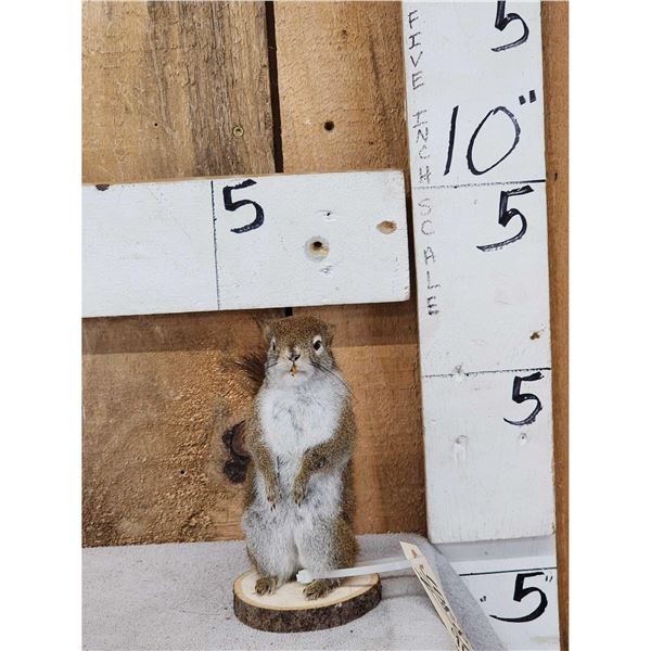 Pine Squirrel Full Body Taxidermy Mount