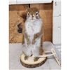 Image 2 : Pine Squirrel Full Body Taxidermy Mount