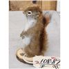 Image 4 : Pine Squirrel Full Body Taxidermy Mount