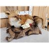 Image 2 : Red Fox Full Body Taxidermy Mount