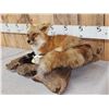 Image 3 : Red Fox Full Body Taxidermy Mount