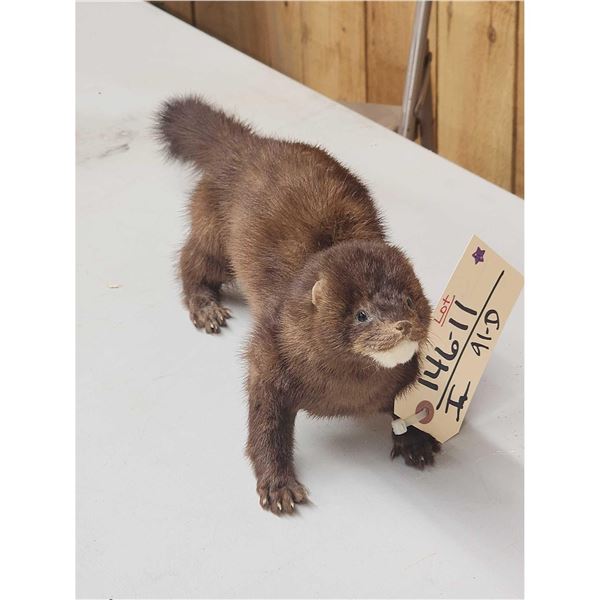 Mink Full Body Taxidermy Mount