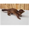 Image 2 : Mink Full Body Taxidermy Mount