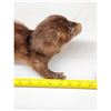 Image 5 : Mink Full Body Taxidermy Mount