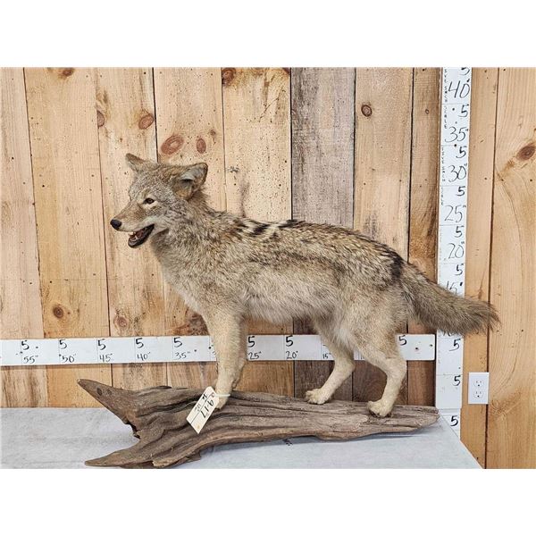 Coyote Full Body Taxidermy Mount
