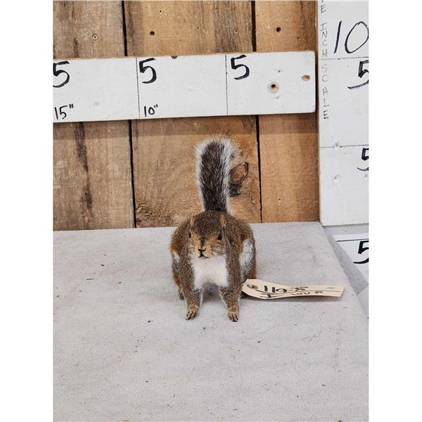 Squirrel Full Body Taxidermy Mount