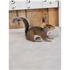 Image 2 : Squirrel Full Body Taxidermy Mount