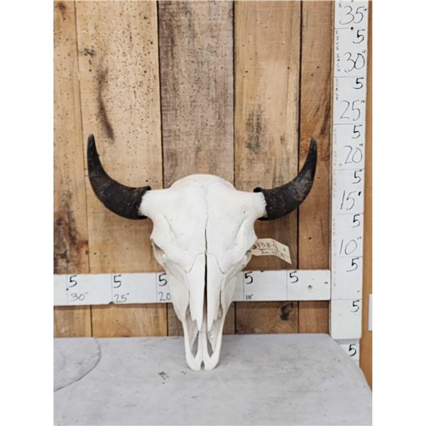 American Bison Buffalo Skull Taxidermy