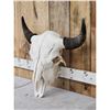 Image 2 : American Bison Buffalo Skull Taxidermy