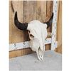 Image 3 : American Bison Buffalo Skull Taxidermy