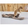 Image 1 : Weasel On Driftwood Taxidermy