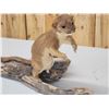 Image 2 : Weasel On Driftwood Taxidermy