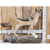 Image 1 : African Black Back Jackal Full Body Taxidermy Mount