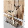 Image 2 : African Black Back Jackal Full Body Taxidermy Mount