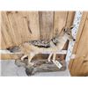 Image 3 : African Black Back Jackal Full Body Taxidermy Mount