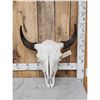 Image 1 : American Bison Buffalo Skull Taxidermy