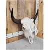 Image 2 : American Bison Buffalo Skull Taxidermy