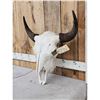 Image 3 : American Bison Buffalo Skull Taxidermy