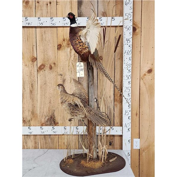Rooster & Hen Ringneck Pheasants Taking Flight Bird Taxidermy