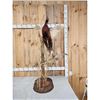 Image 4 : Rooster & Hen Ringneck Pheasants Taking Flight Bird Taxidermy