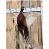 Image 6 : Rooster & Hen Ringneck Pheasants Taking Flight Bird Taxidermy