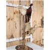 Image 7 : Rooster & Hen Ringneck Pheasants Taking Flight Bird Taxidermy