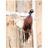 Image 8 : Rooster & Hen Ringneck Pheasants Taking Flight Bird Taxidermy