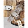Image 3 : Pair Of Quail Taking Flight Bird Taxidermy