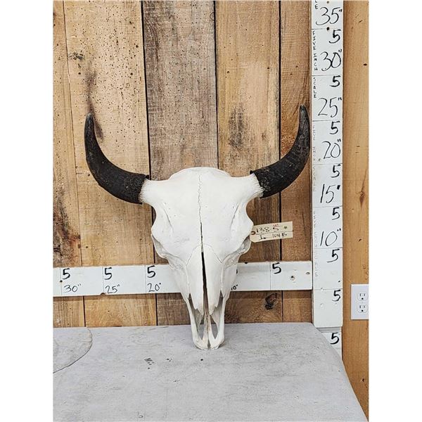 American Bison Buffalo Skull Taxidermy