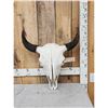 Image 1 : American Bison Buffalo Skull Taxidermy