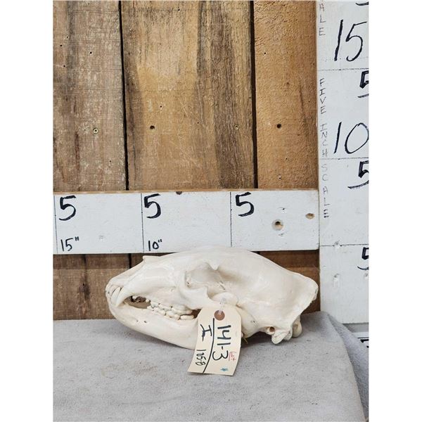 Black Bear Skull Taxidermy