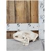 Image 1 : Black Bear Skull Taxidermy