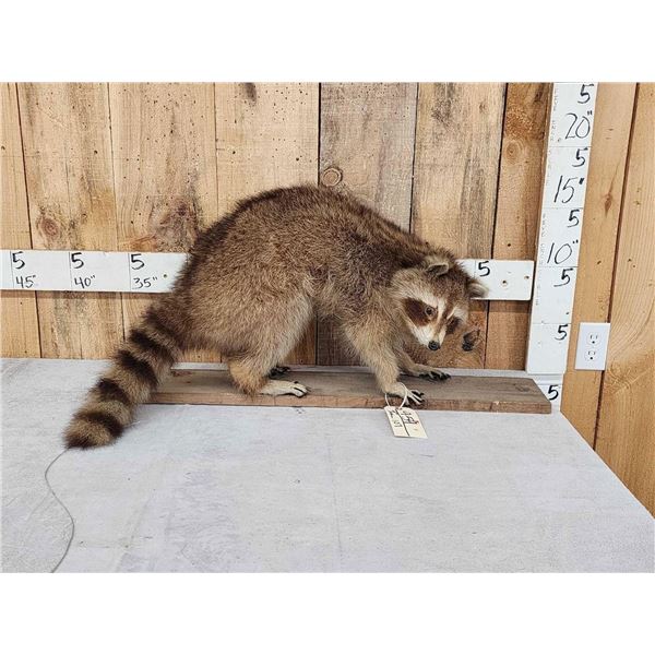 Raccoon Full Body Taxidermy Mount