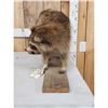 Image 4 : Raccoon Full Body Taxidermy Mount